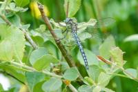 Brachytron pratense