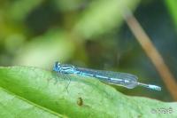 Coenagrion puella
