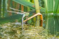 Anax imperator