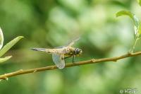 Libellula quadrimaculata