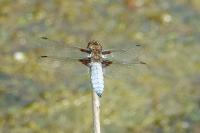 Libellula depressa