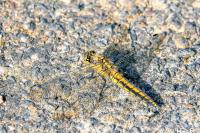 Orthetrum cancellatum