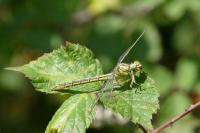 Gomphus pulchellus