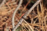 Sympetrum sanguineum
