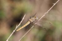 Orthetrum brunneum