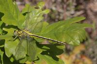 Gomphus pulchellus
