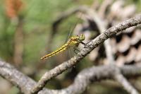 Orthetrum cancellatum