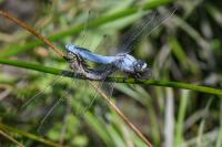 Orthetrum brunneum