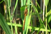 Aeshna isoceles