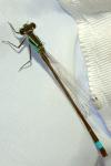 Ischnura elegans