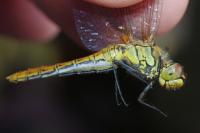 Sympetrum sanguineum
