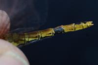 Sympetrum sanguineum