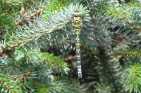 Aeshna cyanea