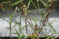 Aeshna cyanea