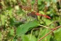 Sympetrum sanguineum