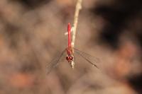 Sympetrum sanguineum