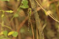 Aeshna cyanea