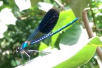 Calopteryx splendens