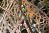 Aeshna cyanea