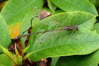 Lestes barbarus
