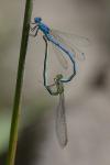 Erythromma lindenii