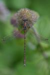 Lestes barbarus