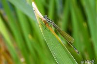Ischnura elegans