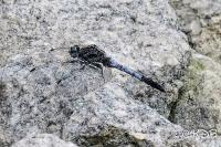 Orthetrum albistylum