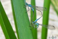 Ischnura elegans