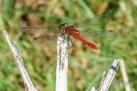 Sympetrum sanguineum