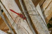 Sympetrum sanguineum