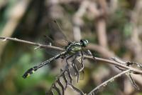 Gomphus vulgatissimus