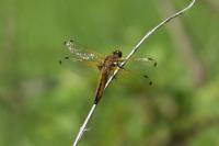 Libellula fulva