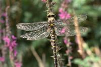 Cordulegaster boltonii