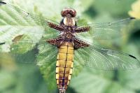 Libellula depressa