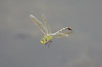 Anax imperator