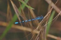 Enallagma cyathigerum