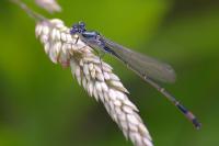 Ischnura elegans
