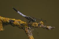 Orthetrum albistylum