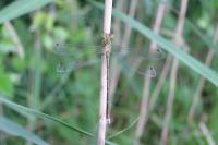 Lestes barbarus