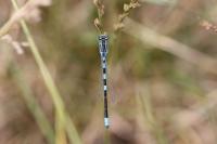 Coenagrion scitulum