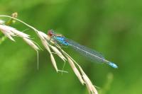 Erythromma viridulum