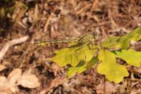 Gomphus pulchellus