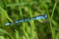 Enallagma cyathigerum