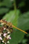 Sympetrum meridionale