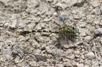 Onychogomphus forcipatus
