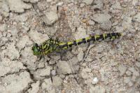 Onychogomphus forcipatus