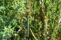 Somatochlora metallica