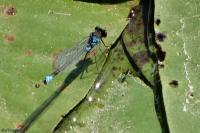 Erythromma viridulum