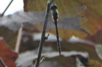 Somatochlora flavomaculata